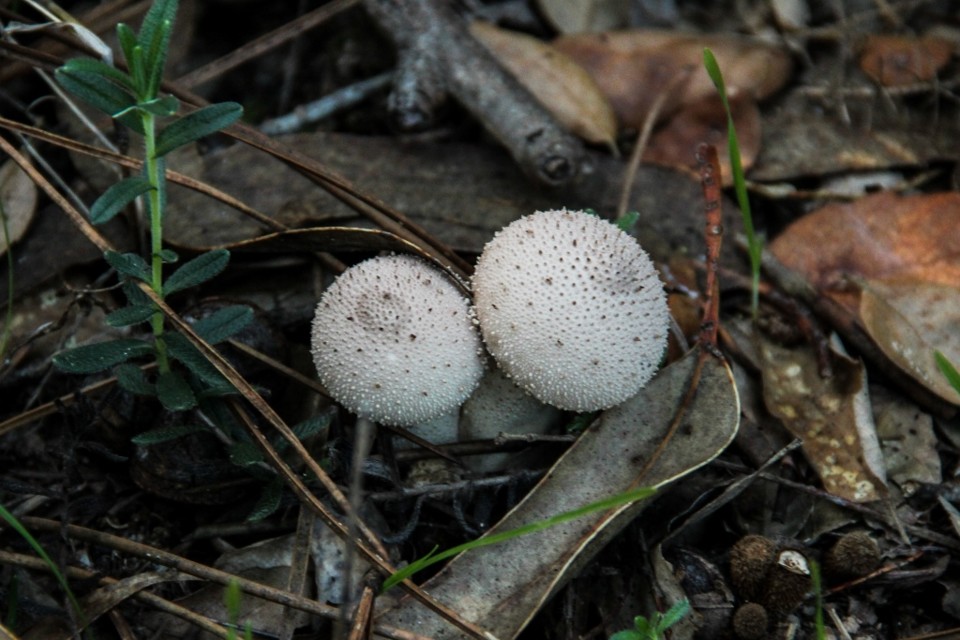 lycoperdon perlatum 2.jpg