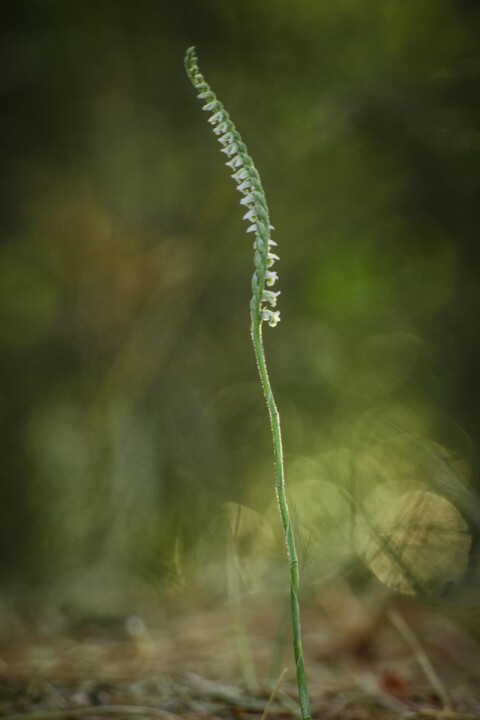 orquidea de outono 13.jpg