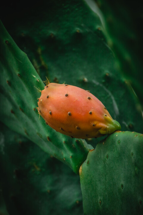 jardim rio da costa 1.jpg