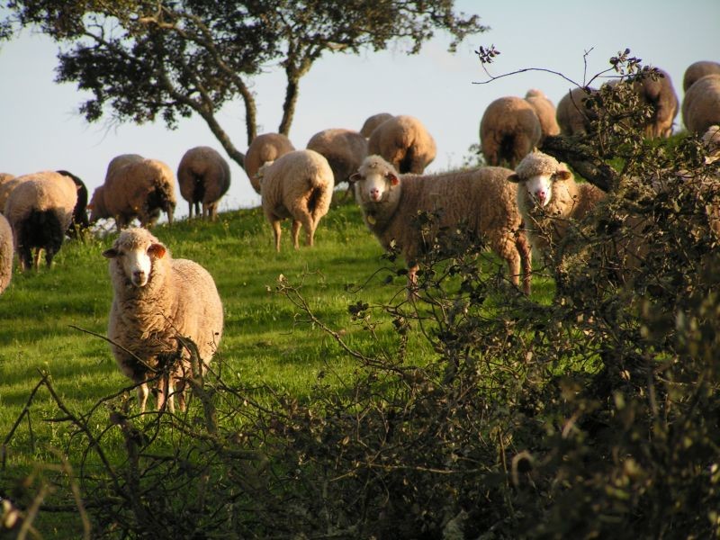 Pastorícia no extenso....jpg