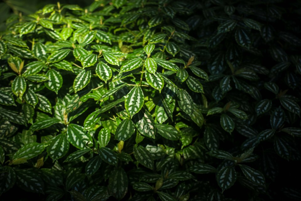 estufa fria dezembro 13.jpg