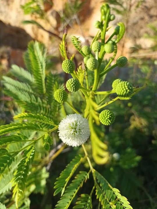 Não me canso disto flor.jpg