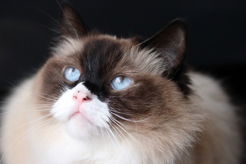 gorgeous-ragdoll-cat.jpg