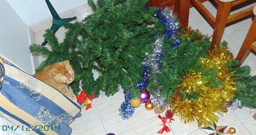 pinheiro-pela-manha.JPG pinheiro-pela-manha.JPG