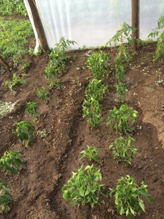 WhatsApp Image 2020-05-28 at 17.17.53 (2).jpeg