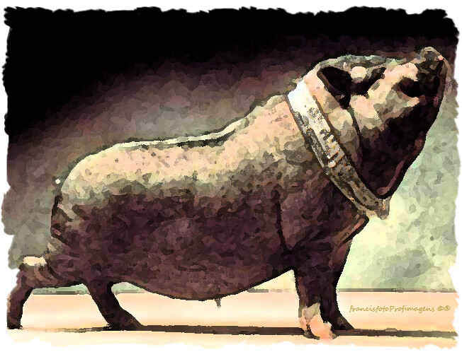 Porcos do alheio....jpeg