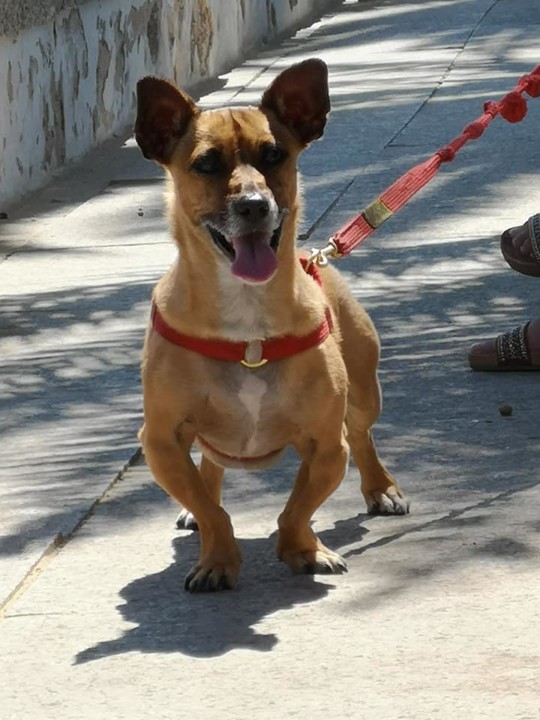 ginjas nas férias.jpg