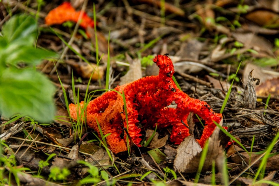 clathrus ruber 1 .jpg