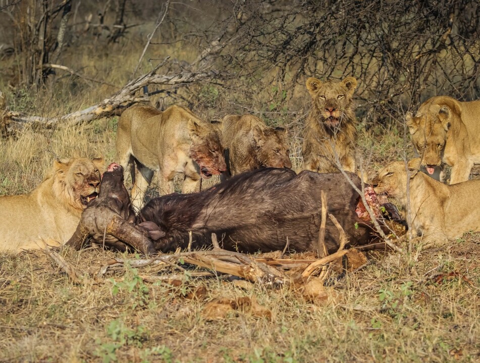 leo-buf.jpg