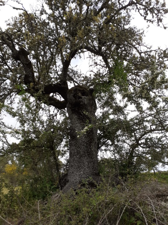 Azinheira centenária. Foto original. 2021.04.02.jpg