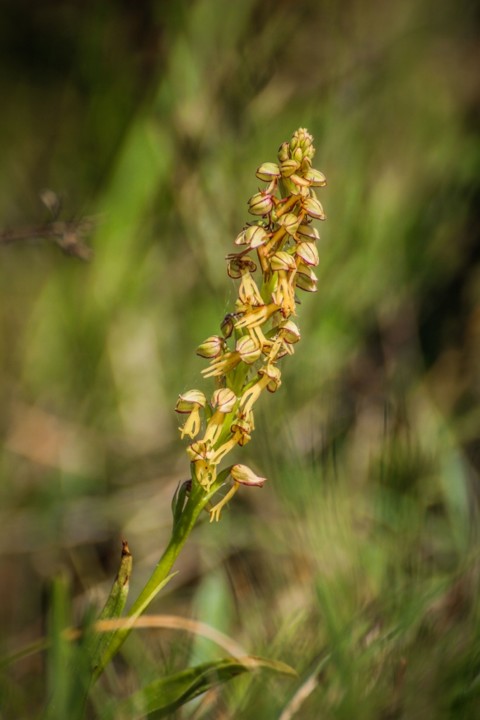 Das flores-dos-passarinhos aos homens-nus: descubra as orquídeas selvagens  portuguesas - Arca de Darwin