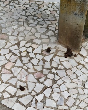 IMG_20200821_141032.jpg IMG_20200821_141032.jpg