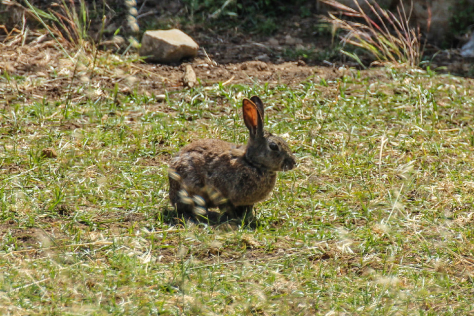 trilho das vinhas-1-2.jpg trilho das vinhas-1-2.jpg