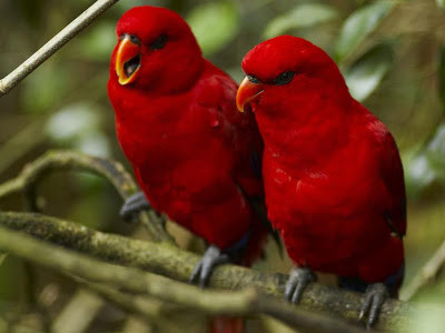13-bird-wallpapers-red-birds-love-for-ever-backgro