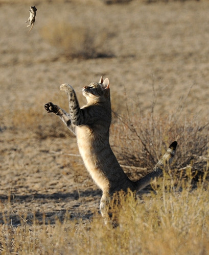 felis silvestris lybica.jpg