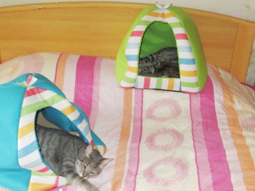 IMG_6078.JPG IMG_6078.JPG