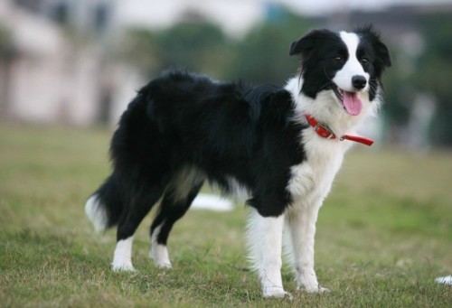 cão cão