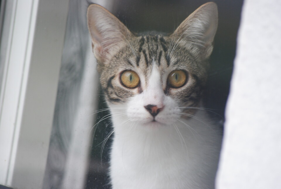 A Vizinha DSC_0285.JPG