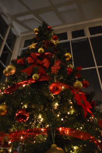 Arvore2018 (46 de 49).jpg