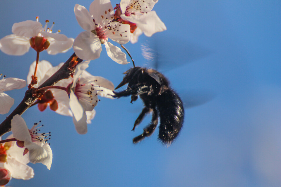 ameixeira-de-jardim insetos 2.jpg
