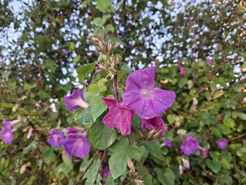 08a_Caminhada_Matinal (69).jpg