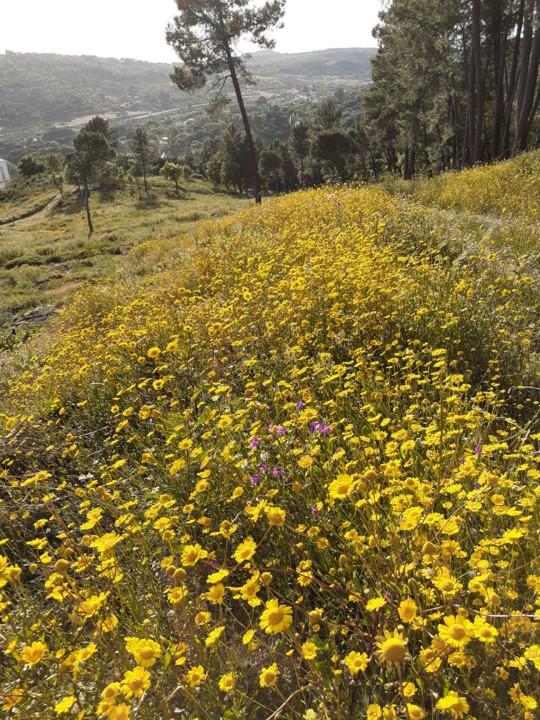 Boninas. Encosta da Serra. Foto original. 2021.05.jpg