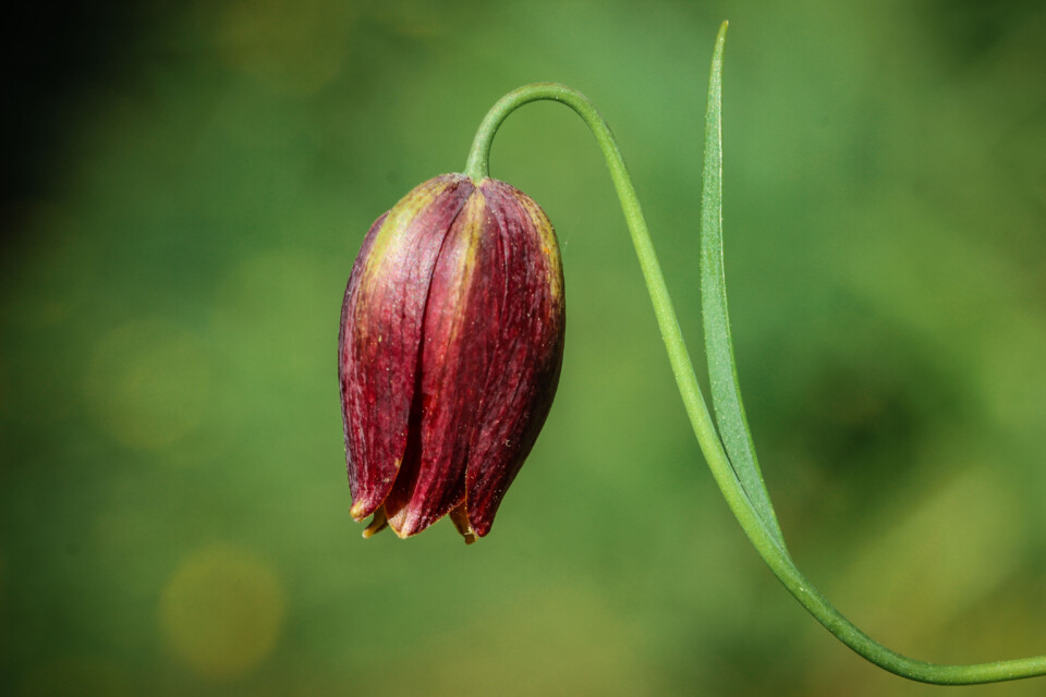 fritilaria 1.jpg