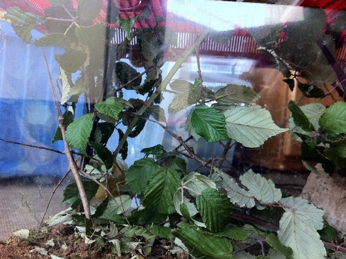 Já vamos na terceira geração de bichos-pau vietnamitas! Temos para dar e vender! Alguém quer??