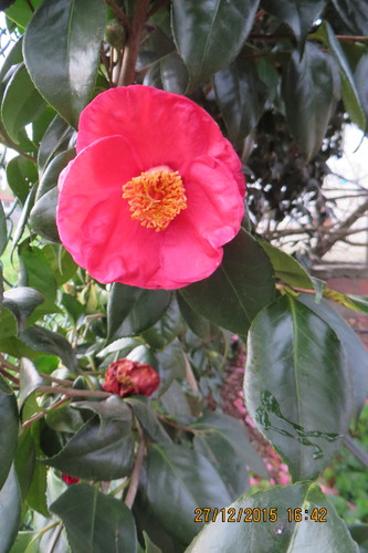 IMG_6991.JPG