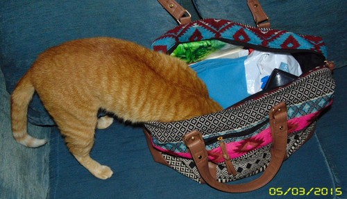 curiosidade01.JPG curiosidade01.JPG