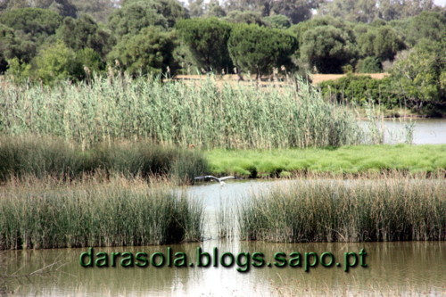 Donana_B_16.JPG Donana_B_16.JPG