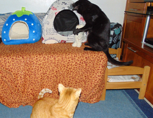 gatostoca.JPG gatostoca.JPG