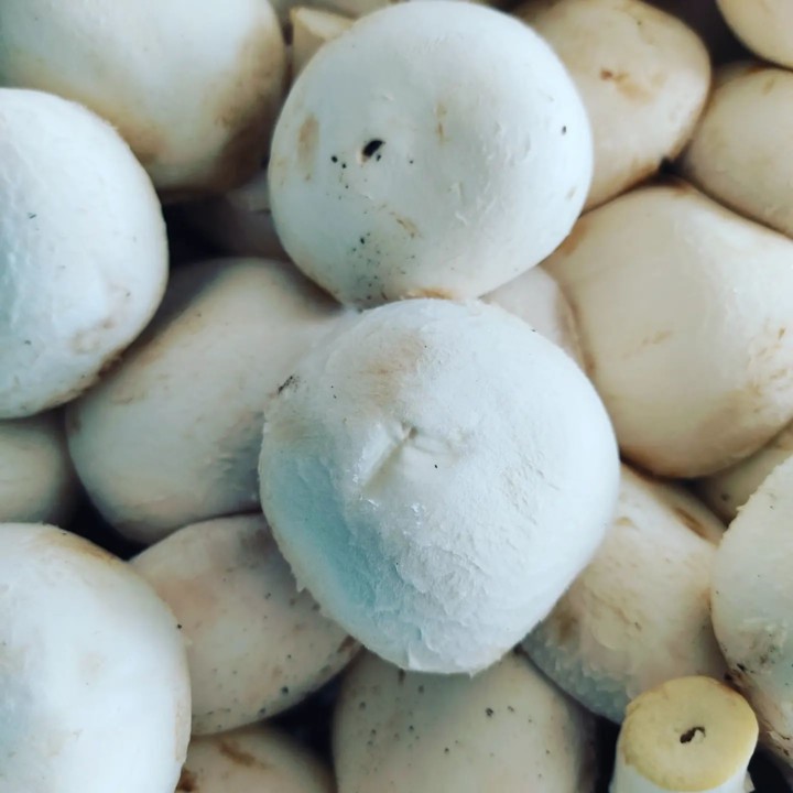 273747801_2236211533185262_6837066544137149433_n.j