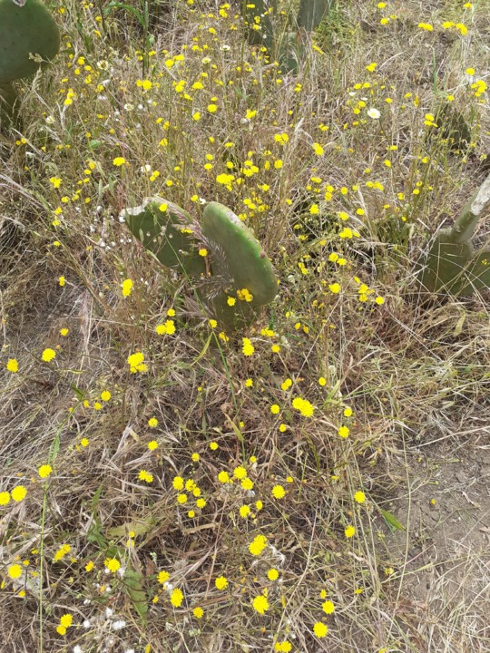 Figueira da Índia e espaço envolvente. Foto Original.  2021.05.4440.jpg
