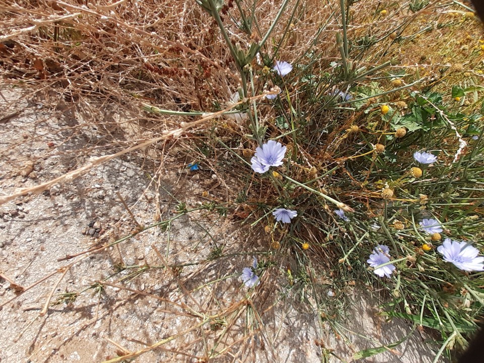 Planta campestre. Foto original. 2021.06.21.jpg