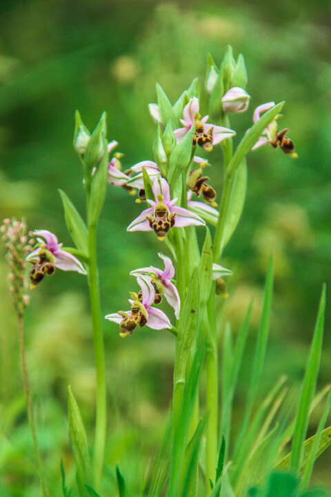flor dos passarinhos 7.jpg