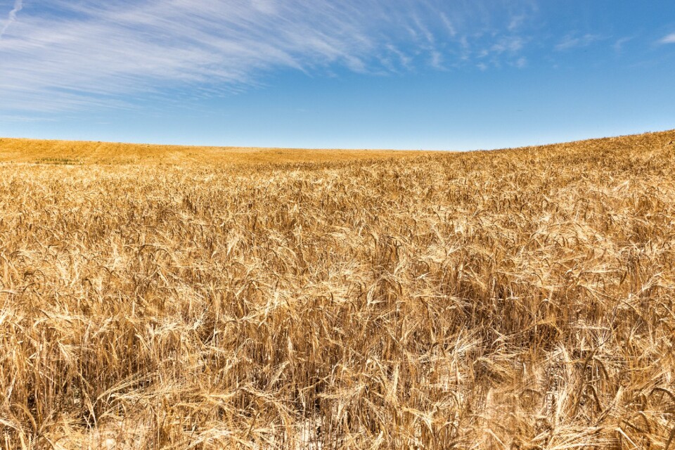 campo de centeio Valadolid segógia 2024.jpg
