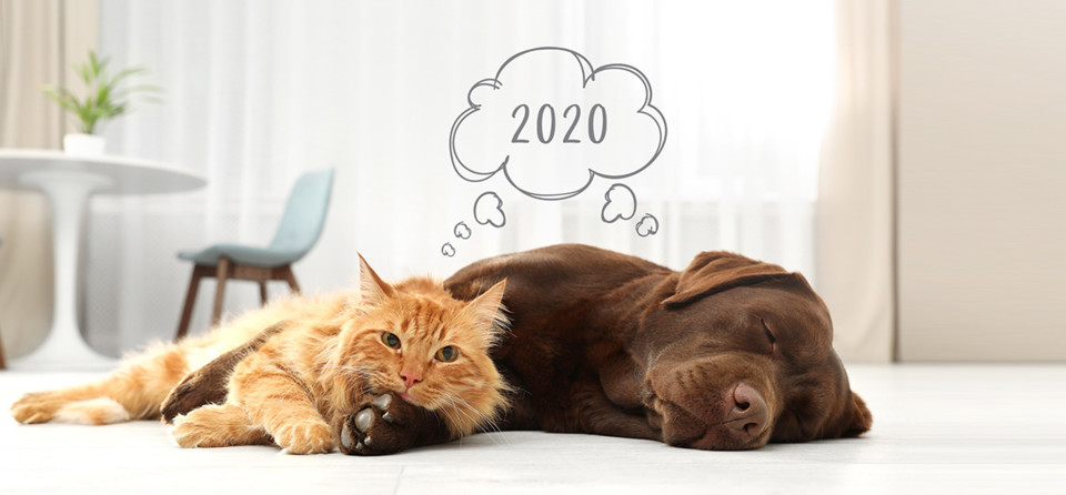 AE_PET_Passatempo.jpg AE_PET_Passatempo.jpg