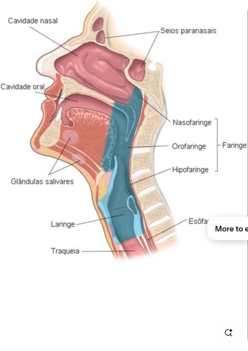 laringe e traqueia.jpg