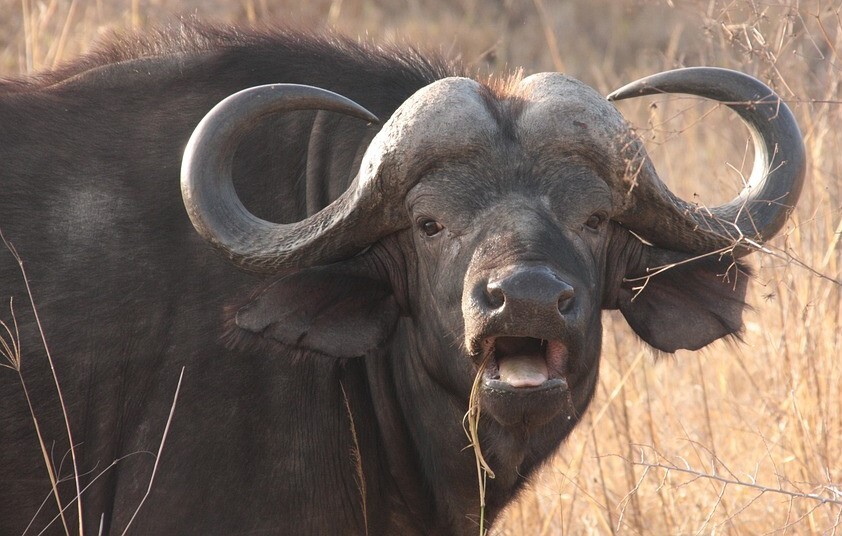 water-buffalo1.jpg