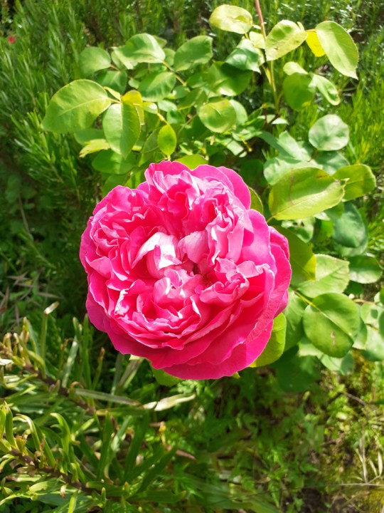 Rosa Alexandria. Foto original. 2021.05.02.jpg