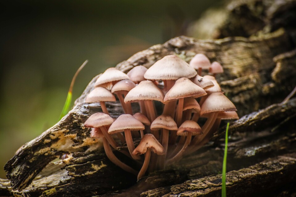 cogumelos 4.jpg