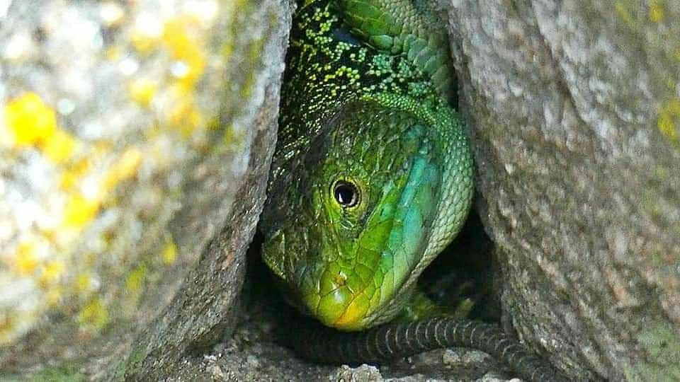 121538361_10218604109109026_2775774508258711468_n.