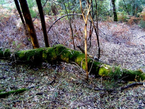 assureira_bouçaAgo,28 090.jpg assureira_bouçaAgo,28 090.jpg