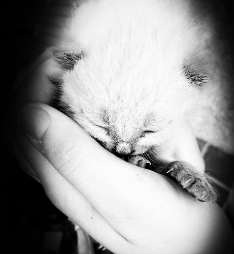 13151841_1553749591594278_6142643568613125802_n.jp