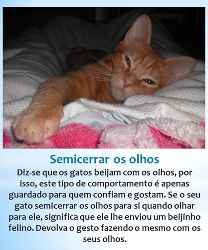 gato-beijoqueiro.jpg