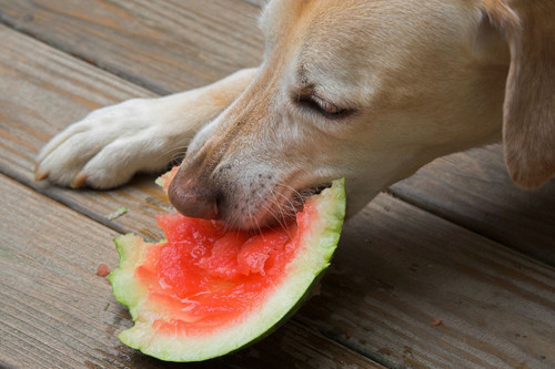 cão cão
