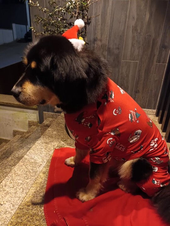 Não me canso disto Eevee.jpg