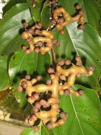 cajueiro japonico.jpg