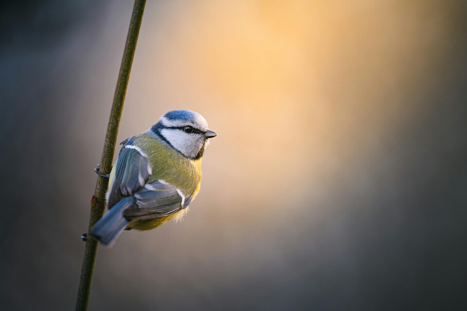 Foto de Daniil Komov 